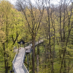 Baumkronenpfad im Hainich