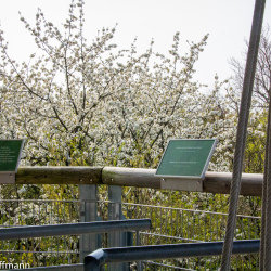 Baumkronenpfad im Hainich