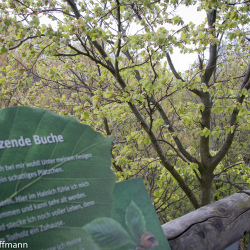 Baumkronenpfad im Hainich