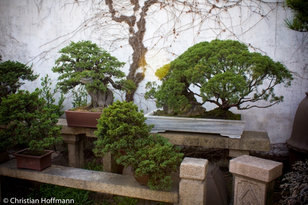 Bonsai im Garten des bescheidenen Beamten in Suzhou