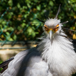 Tierpark Berlin - Sekretär