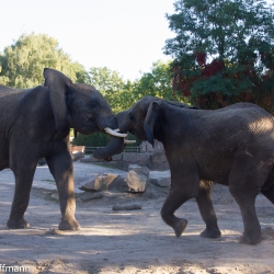 Tierpark Berlin - Elefantenkampf