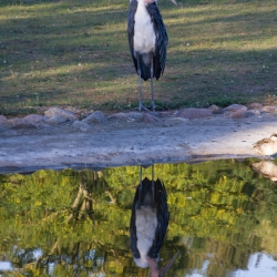 Tierpark Berlin