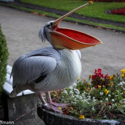 Tierpark Berlin