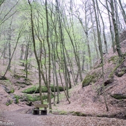 Landgrafenschlucht bei Eisenach