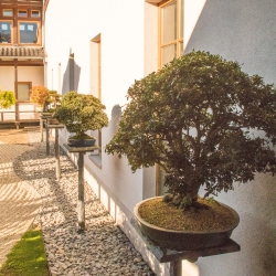 Bonsai - Japanischer Garten - Bad Langensalza