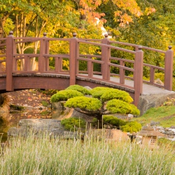 Brücke im Japanischer Garten - Bad Langensalza